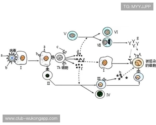 杜埃身体对抗偏弱对高端比赛表现稳定性的影响分析